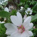 Lavatera thuringiaca 'Barnsley' fleur